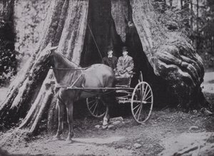 The Big Tree, Stanley Park, Vancouver by Photographer Canadian