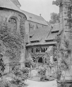 Thousand-Year-Old Rosebush by Photographer German
