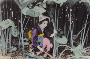 Japan, c.1912: Enormous Bog-Rhubarb, Wild Plant, Akita by Photographer Japanese