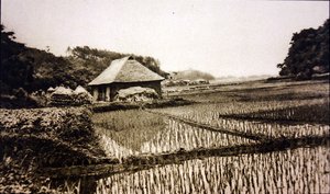 Rice Fields in Japan by Photographer Japanese