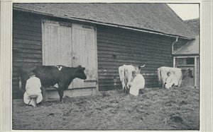 Milking Cows, 1910 by Pictorial Agency