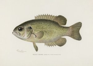 Rock Bass (Ambloplites Rupestris)