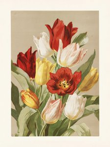 Tulips by Pictufy