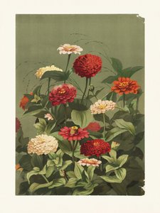 Zinnias by Pictufy