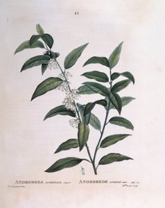 Andromeda Acuminata, botanical plate by Pierre Joseph Redouté by Pierre Joseph Redouté