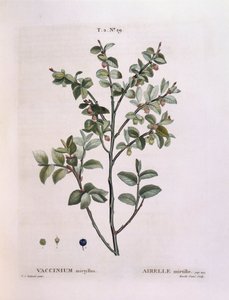 Bilberry (Vaccinium myrtillus), botanical plate by Pierre Joseph Redouté by Pierre Joseph Redouté