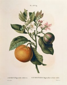 Bitter orange (Citrus aurantium) with violet fruit by Pierre Joseph Redouté