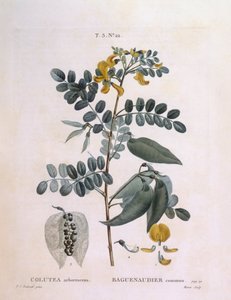 Bladder Senna, botanical plate by Pierre Joseph Redouté