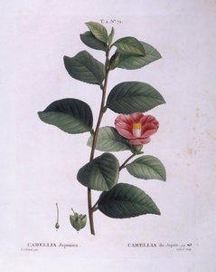 Camellia (Camellia japonica), botanical plate by Pierre Joseph Redouté by Pierre Joseph Redouté