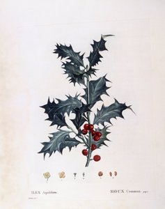 European Holly (Ilex aquifolium), Botanical Plate
