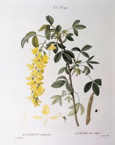 Golden Chain (Cytisus laburnum), botanical plate by Pierre Joseph Redouté