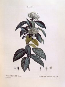 Laurustinus (Viburnum tinus), botanical plate by Pierre Joseph Redouté
