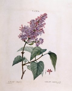 Lilac (Syringa vulgaris) by Pierre Joseph Redouté