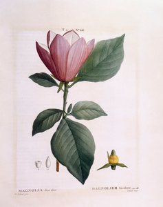 Magnolia (Magnolia discolour) by Pierre Joseph Redouté