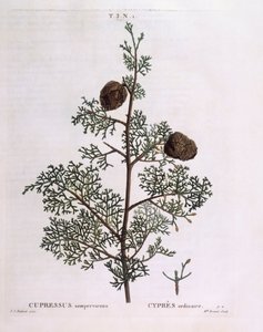 Mediterranean Cypress (Cupressus sempervirens), botanical plate by Pierre Joseph Redouté by Pierre Joseph Redouté