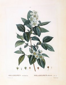 Mock Orange, botanical plate by Pierre Joseph Redouté