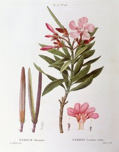 Oleander (Nerium oleander), botanical plate by Pierre Joseph Redouté by Pierre Joseph Redouté