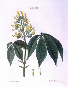 Pavia lutea, botanical plate by Pierre Joseph Redouté