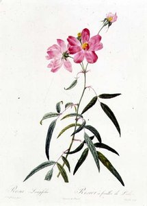 Rosa Longifolia by Pierre Joseph Redouté