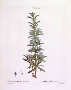 Rosemary (Rosmarinus officinalis) by Pierre Joseph Redouté