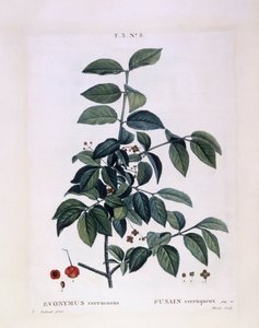 Spindle, botanical plate by Pierre Joseph Redouté