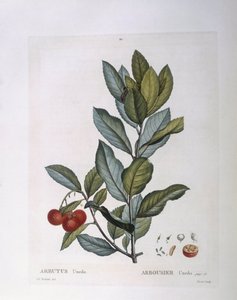 Strawberry Tree (Arbutus unedo), botanical plate by Pierre Joseph Redouté by Pierre Joseph Redouté