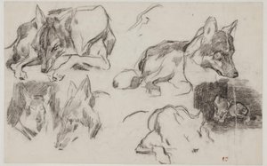 Studies of Moroccan Dogs