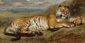 Tiger Resting