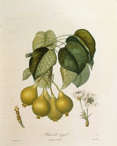 Muscat Royal Apricot by Pierre Antoine (after) Poiteau