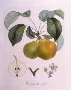 Pear "Bergamot", botanical plate by Pierre Antoine Poiteau