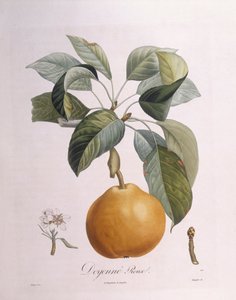 Pear "Doyenné roux", botanical plate by Pierre Antoine Poiteau by Pierre Antoine (after) Poiteau