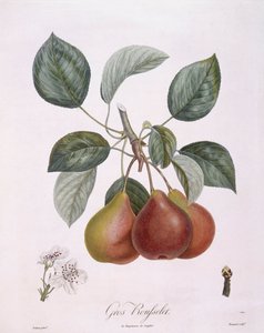 Pear "Gros Rousselet", botanical plate by Pierre Antoine Poiteau by Pierre Antoine (after) Poiteau