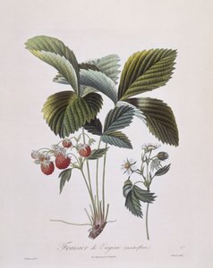 Virginia Strawberry (Fragaria virginiana)