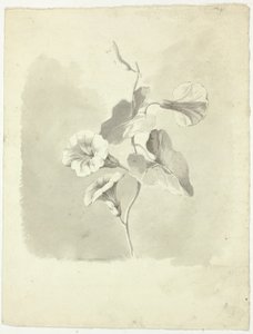 Morning Glories by Pierre Antoine Mongin