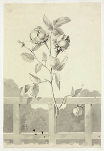 Rose by Pierre Antoine Mongin