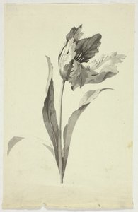 Tulip by Pierre Antoine Mongin