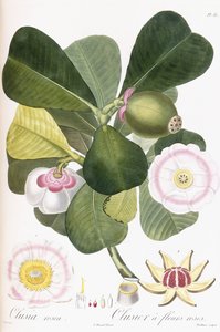 Clusia rosea, Clusier a fleurs roses by Pierre Antoine Poiteau