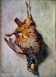 Red partridge