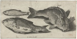 Three Carps by Pierre Firens