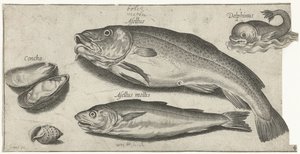 Cod, Whiting, a Dolphin, and Shells (Fish) by Pierre Firens