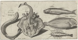 Ray, Lamprey, Shrimp, and Two Other Fish by Pierre Firens