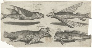 Flying Gurnard, Lumpfish, Blenny, and a Walrus (Fish, Piscivm vivae icones) by Pierre Firens