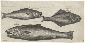 Sea Bass, Sole, and a Salmon by Pierre Firens