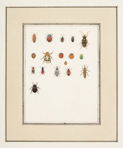 Beetles, c.1755-65 by Pierre Francois Ledoulx