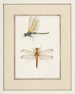 Dragonflies, c.1755-65