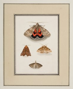 Moths by Pierre Francois Ledoulx