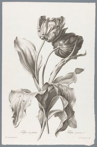 Tulip from Fleurs dessinées d