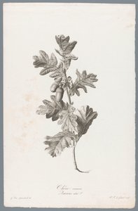 Common Oak from Fleurs dessinées d