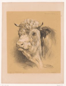 Study of an Ox (series title) Animal Studies by Cooper (series title) by Pierre Frédéric Lehnert
