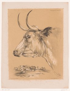 Study of a Cow from Animal Studies by Cooper (series)